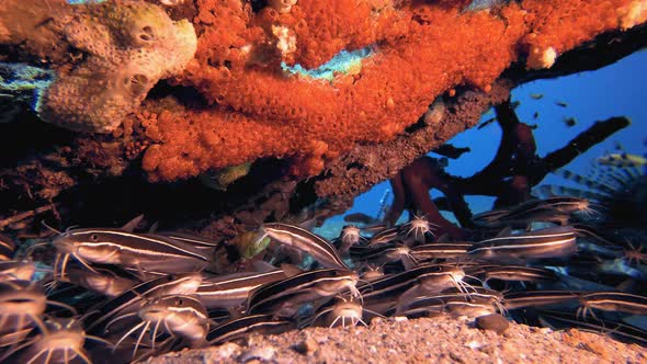 Tropical Catfish and Red Sea Sponge