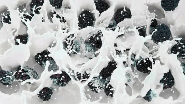 Super Slow Motion Shot of Fresh Blackberries Falling Into Milk at 1000Fps