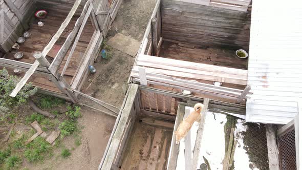 Aerial View of a Shelter for Stray Dogs.