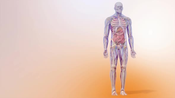 The Human nervous system 3d medical animation