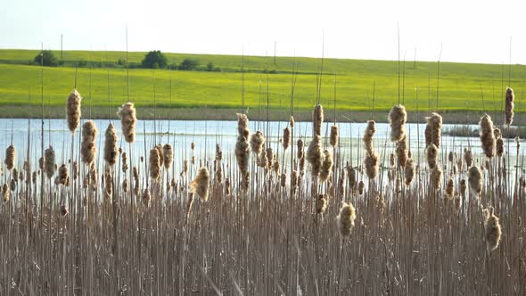 Reeds On The Background Of The River And Field