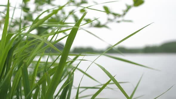 Blurred Grass and Beautiful Glares on the Water As a Background