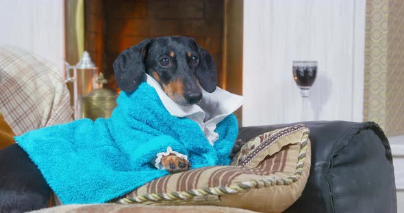 Funny Dachshund Dog in Blue Terry Dressing Gown Lies on Sofa By the Lit Fireplace Like a Lord Tries