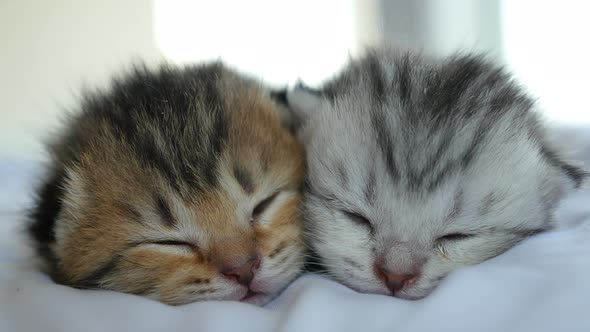Close Up Of Scottish Kittens Sleeping On White Bed