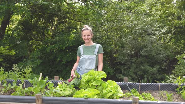 Slow motion shot of woman harvesting radish and salad from raised bed