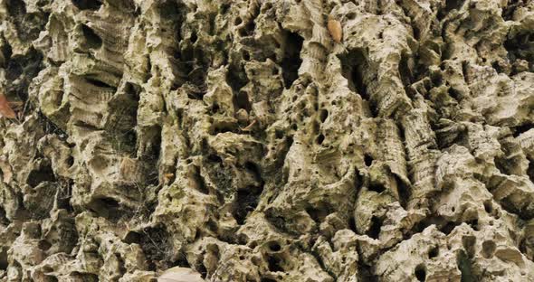 details of bark of a cork oak tree