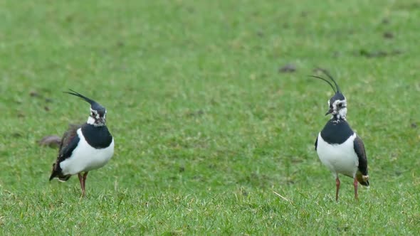 Front view of a pair of Lapwings in full breeding plumage, standing in a field with their magnificen