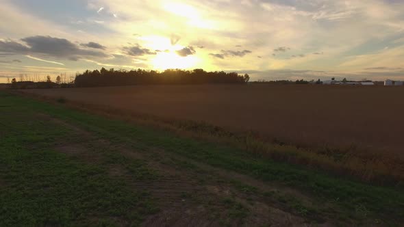 Landscape with corn field at sunset in Canada. Aerial view tracking