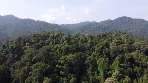 Aerial fly over green lush tropical rainforest