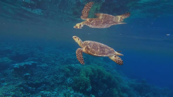 Sea Turtle Breath Reflection
