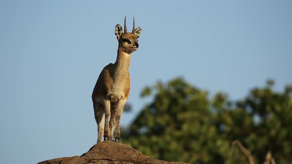 Klipspringer Antelope On Rock