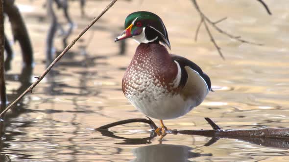 Drake wood duck standing on stick in pond