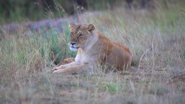 a female lion, Panthera leo lays resting with her young cub on the open plains of the Mara triangle