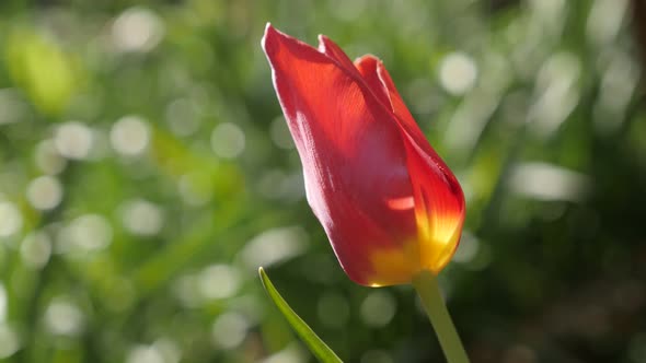 Close-up of  Didier tulip lily plant bulb  4K 2160 30fps UltraHD footage - Shallow DOF garden Tulipa