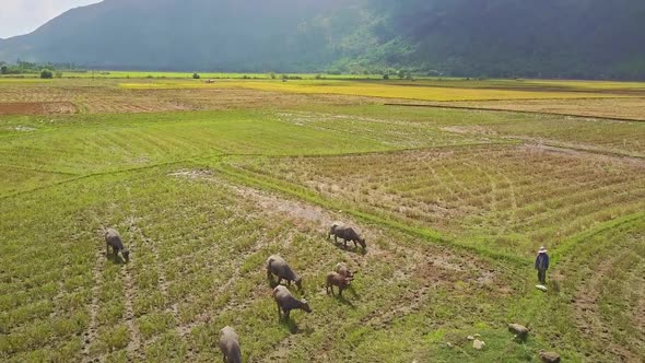 Drone Flies Close Above Buffaloes on Field Cowboy Watches