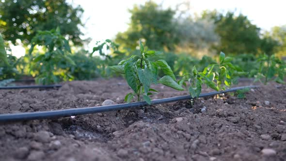 Greenhouse Drip Irrigation