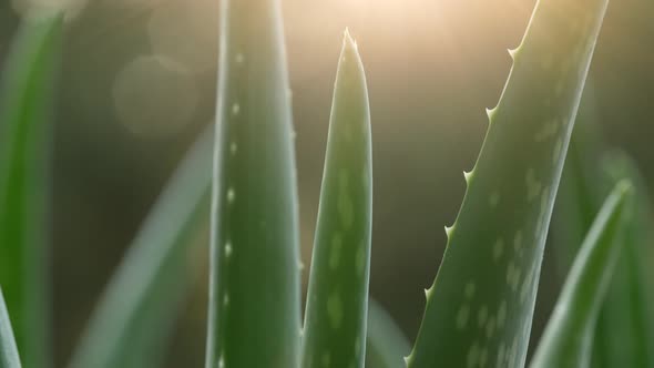 Aloe Vera 17