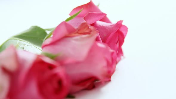 Bunch of pink roses on white background