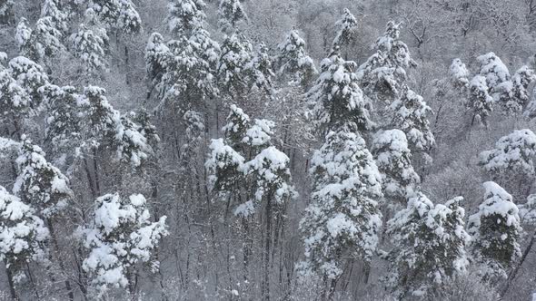 Top of evergreen trees under snow 4K aerial footage