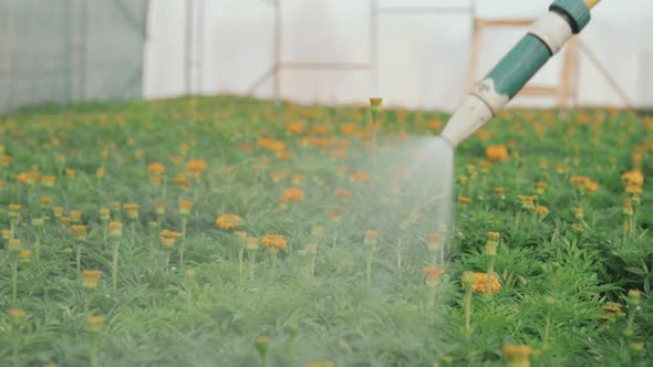 Gardener Watering Marigold Flowers