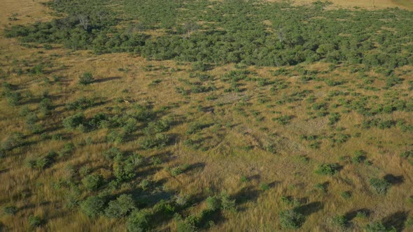 Aerial view of two animals running in Masai Mara