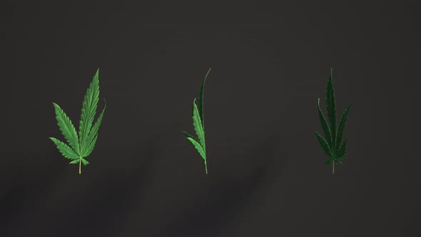 Rotation of three green cannabis leaves on a black background