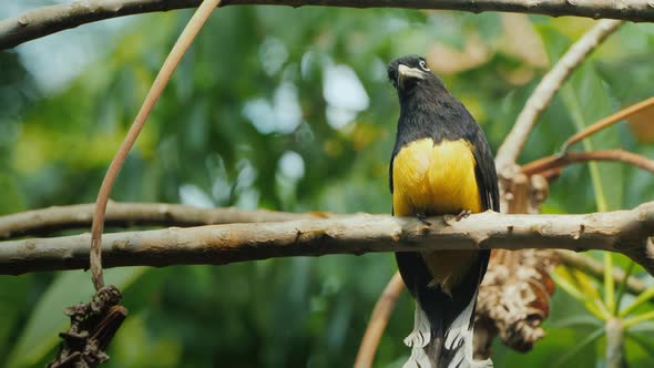 Motley Black-headed Trogon Is a Species of Bird in the Family Trogonidae