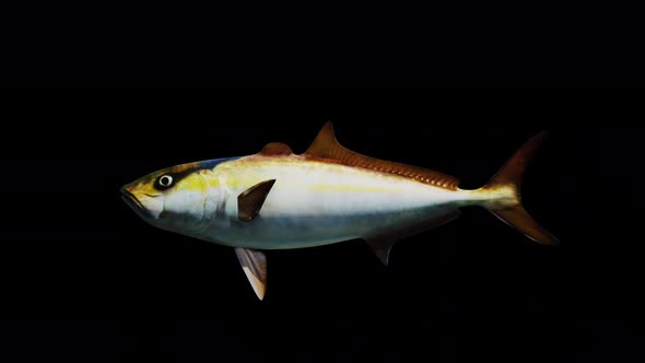 Amberjack Fish View From Side