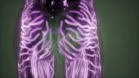 Human Body with Glow Blood Vessels alt