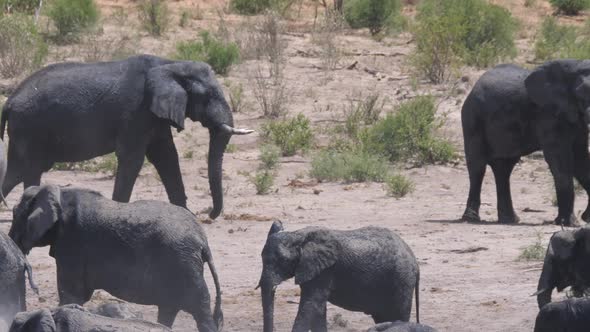 African Bush elephant afraid of the other