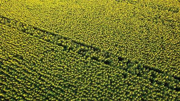 Flowering of Yellow Sunflowers in the Field