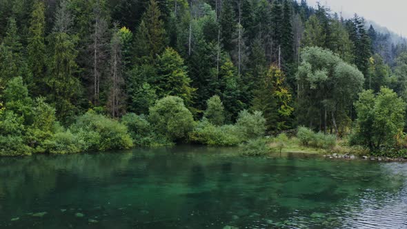 A View of the Forest Lake Among the Forest with Bushes Descending to the Water