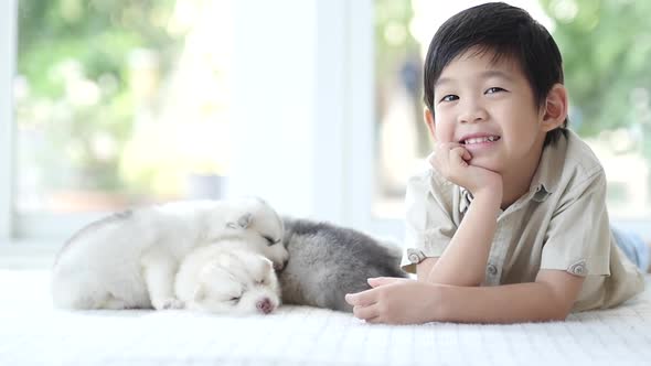 Cute Asian Child Playing With Siberian Husky Puppy At Home 