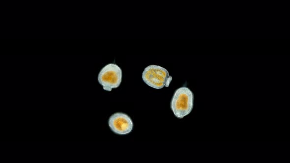 Planus Coelenterata Larva, Embryo Under a Microscope, order Coelenterata
