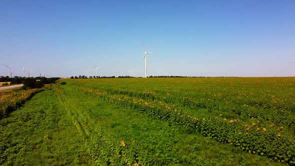 Sunflower field. Windmill. Wind farm.