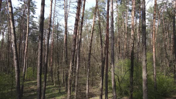 Beautiful Forest Landscape Aerial View Slow Motion