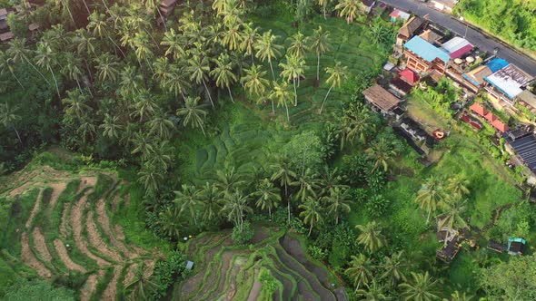 top down view of Tegallalang Rice Terrace at sunrise with field of coconut trees, aerial