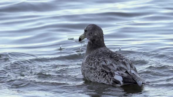 Juvenile Olrog's Gull Bird Grooming In Wavy Shallow Shore. Cleaning, flapping Wings, Exhibiting Groo