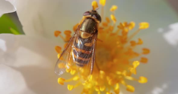 Hoverflies Flower Flies or Syrphid Flies Insect Family Syrphidae