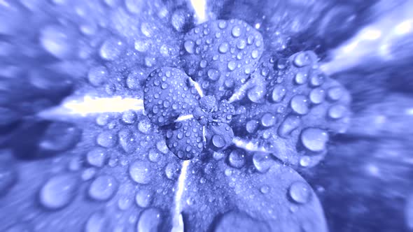 Spinning purple flower with dew drops