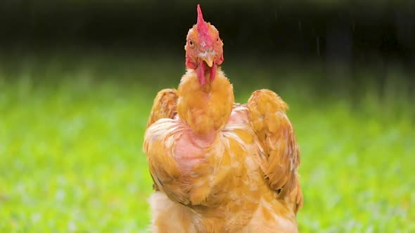 Frontal close-up of chicken in the rain, beautiful green lawn in the background, slow motion.