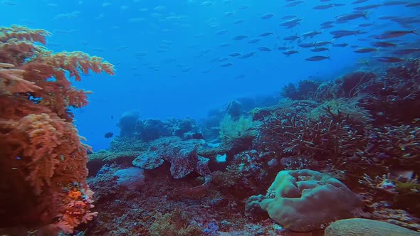 Rare footage of a swimming wobbegong shark in Raja Ampat, Indonesia.