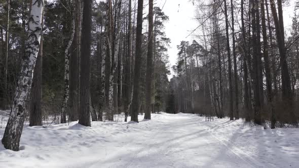 Snow covered path in forest in winter cold weather