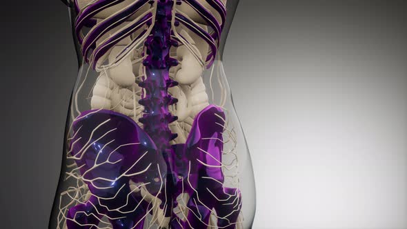 Transparent Human Body with Visible Bones