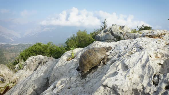 Turtle is Crawling Up the Cliff with an Amazing View of the Mountains in the Background