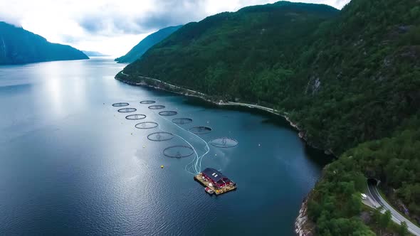 Farm Salmon Fishing in Norway