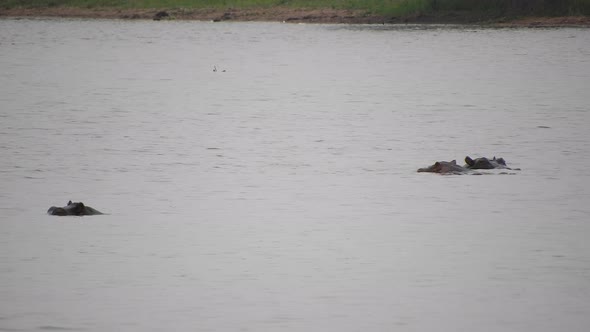 Hippo Group in Lake Waters