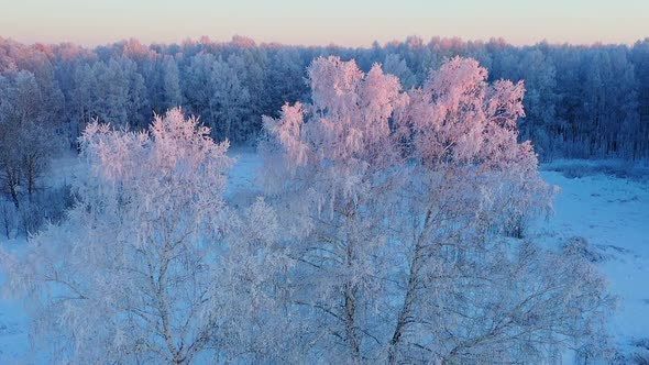 Snow covered tree, at sunset