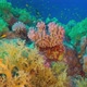 Tropical Fish on Vibrant Coral Reef - VideoHive Item for Sale