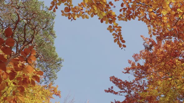 Slow Pan towards the Sky in an Autumnal Forest